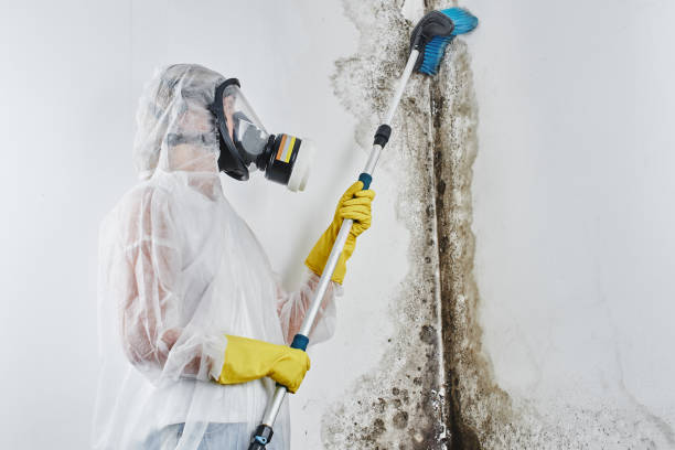Best Professional Mold Removal  in Rosebud, SD