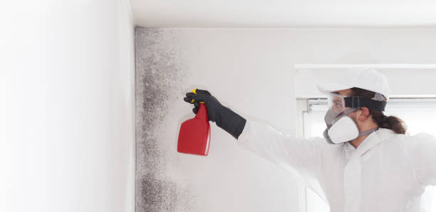 Office Mold Removal Services in Rosebud, SD