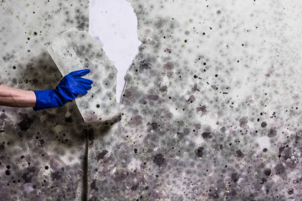Best Local Mold Removal Service  in Rosebud, SD
