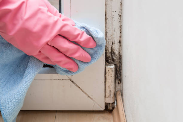 Best Office Mold Removal Services  in Rosebud, SD