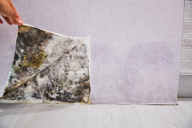Best Mold Damage Repair  in Rosebud, SD